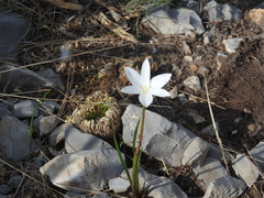 Zephyranthes longituba