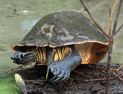 Deirochelys reticularia