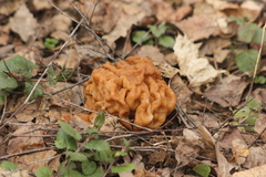 Gyromitra gigas