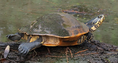 Deirochelys reticularia