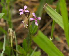 Chorispora tenella