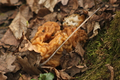 Gyromitra gigas