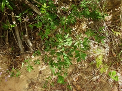 Machaerium lunatum