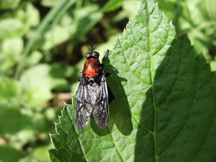Clitellaria ephippium