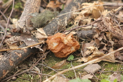 Gyromitra gigas
