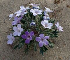 Langloisia setosissima setosissima