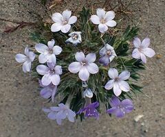 Langloisia setosissima setosissima