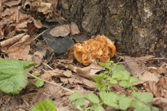 Gyromitra gigas