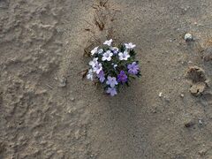 Langloisia setosissima setosissima