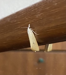 Scirpophaga