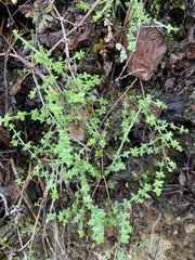 Galium porrigens