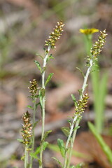 Gamochaeta americana