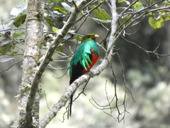 Pharomachrus auriceps