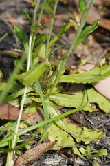 Gamochaeta americana