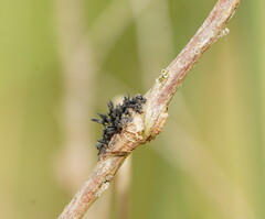 Septobasidium clelandii