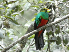 Pharomachrus auriceps