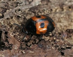 Diaperis maculata