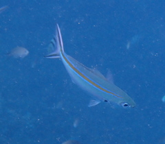Caesio caerulaurea