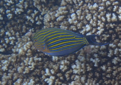 Acanthurus lineatus