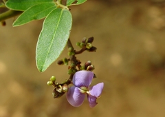 Machaerium lunatum