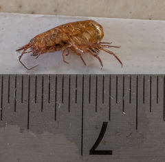 Arcitalitrus sylvaticus