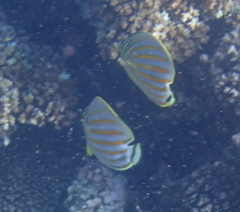 Chaetodon ornatissimus