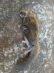 Glaucomys oregonensis