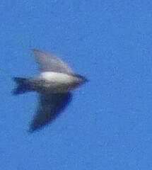 Pygochelidon cyanoleuca