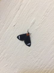 Hyalurga chthonophyle