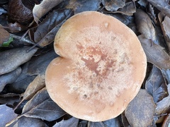 Lactarius xanthogalactus