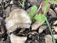 Marasmius albogriseus