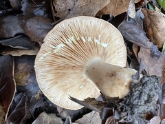Lactarius xanthogalactus