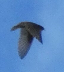 Pygochelidon cyanoleuca