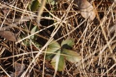 Potentilla canadensis