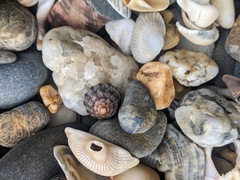 Bembicium auratum