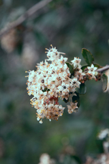 Ceanothus crassifolius