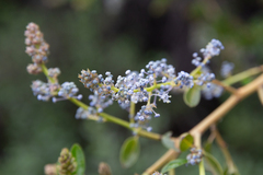 Ceanothus spinosus