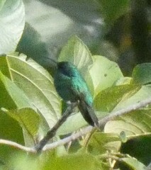 Colibri