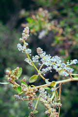 Ceanothus spinosus