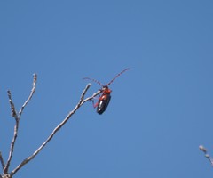 Stenaspis verticalis insignis