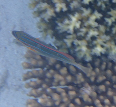 Stethojulis trilineata