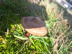 Entoloma sericeum