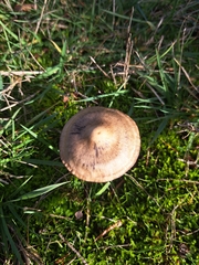 Entoloma sericeum