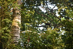 Alouatta macconnelli