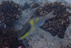 Scarus oviceps