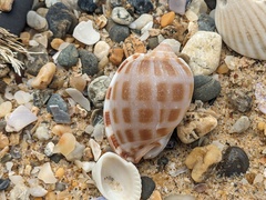 Phalium areola