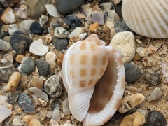 Phalium areola