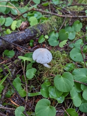 Inocybe geophylla
