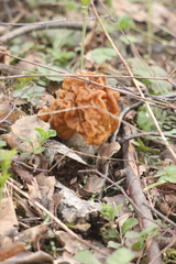 Gyromitra gigas