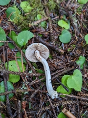 Inocybe geophylla
